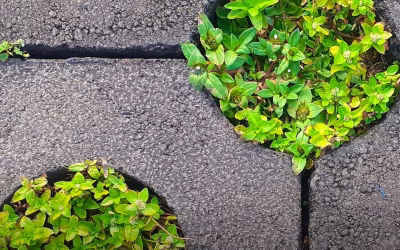 Paver Repair, Re‑Leveling & Sealing